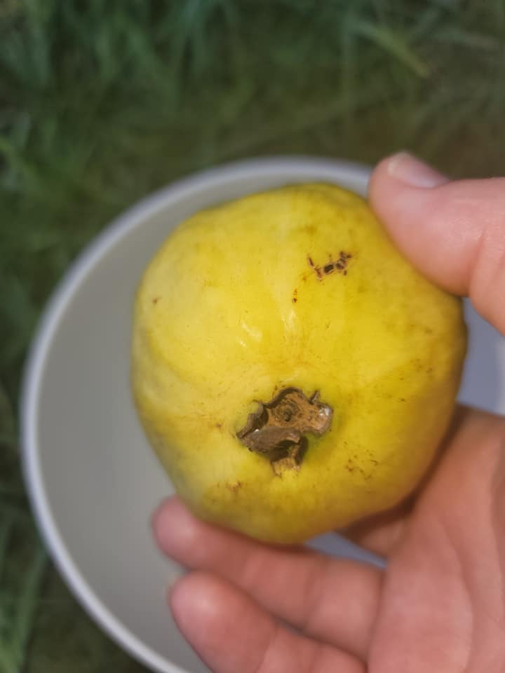 Psidium guajava - Mexican Cream Guava  - 1 small potted seedling / 1 kleiner, getopfter Sämling