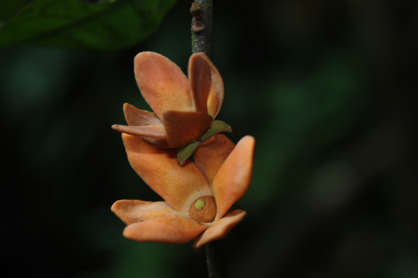 Fusea longifolia - 1 fresh seed / 1 frischer Samen