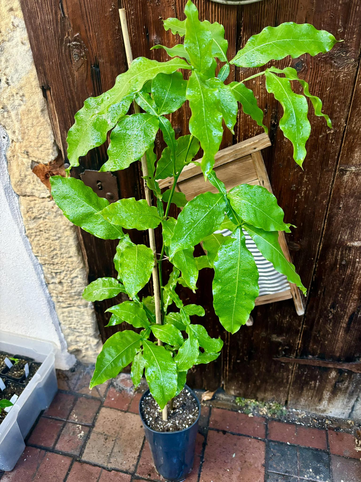 Mamoncillo (Melicoccus bijugatus) - 1 potted plant / 1 getopfte Pflanze