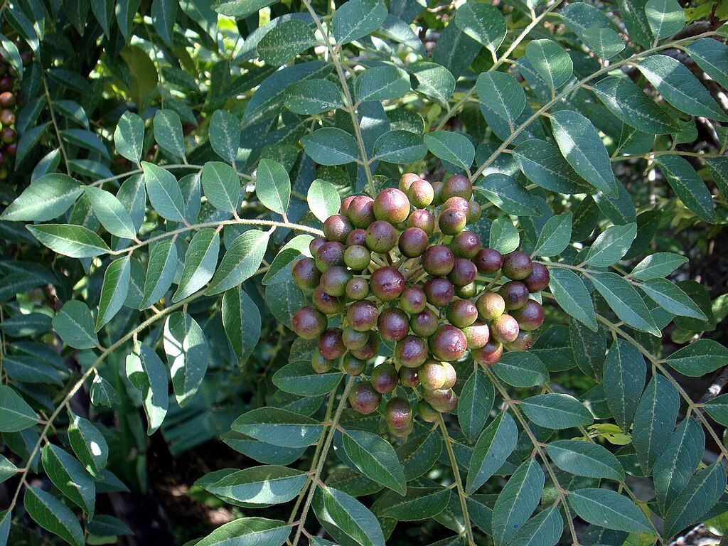 Curry Tree (Bergera koenigii) - 1 fresh seed / 1 frischer Samen