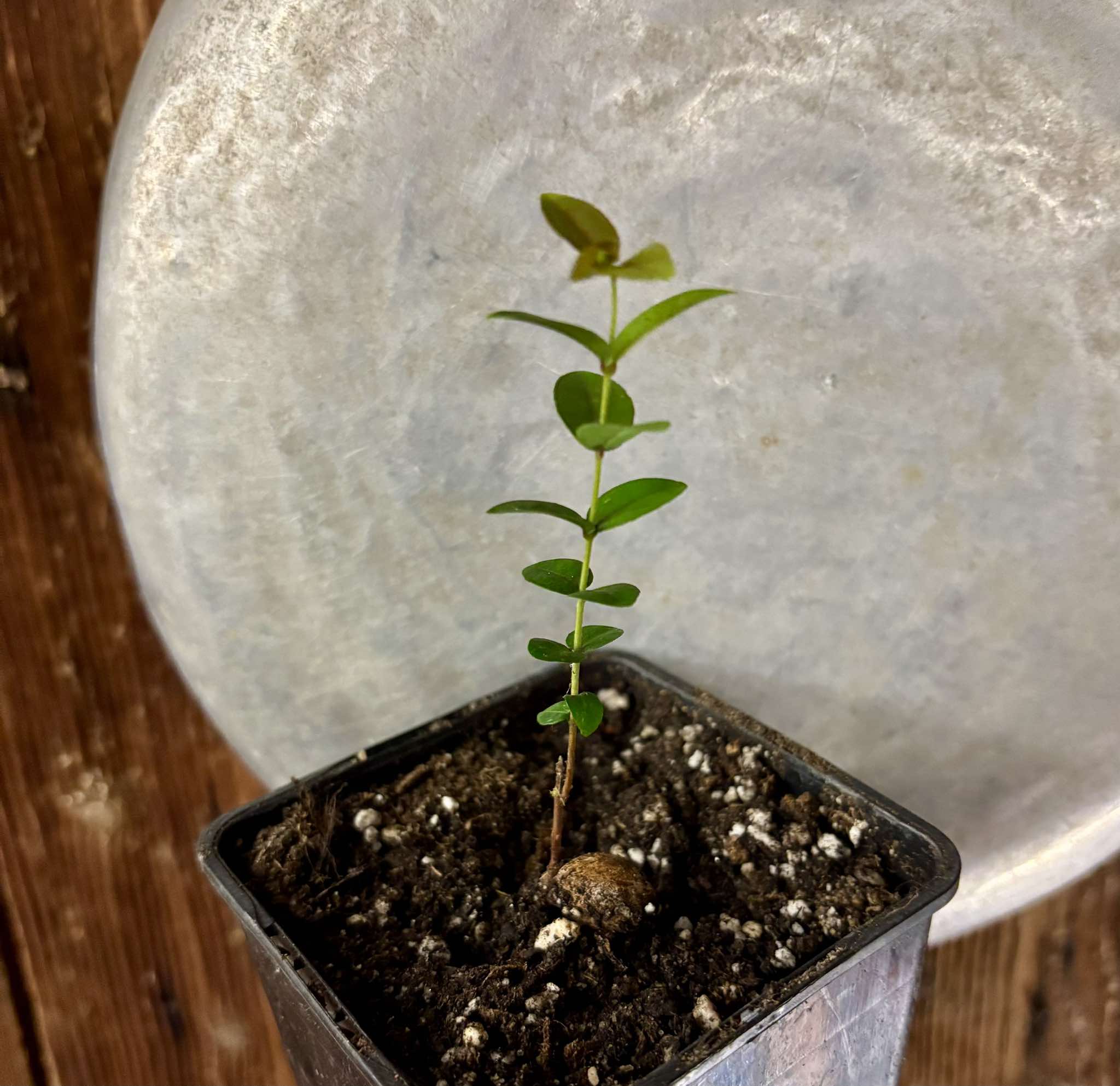 Eugenia pyriformis var Eldorado Nr. 3 - Uvaia Doce - 1 small potted seedling / 1 kleiner, getopfter Sämling