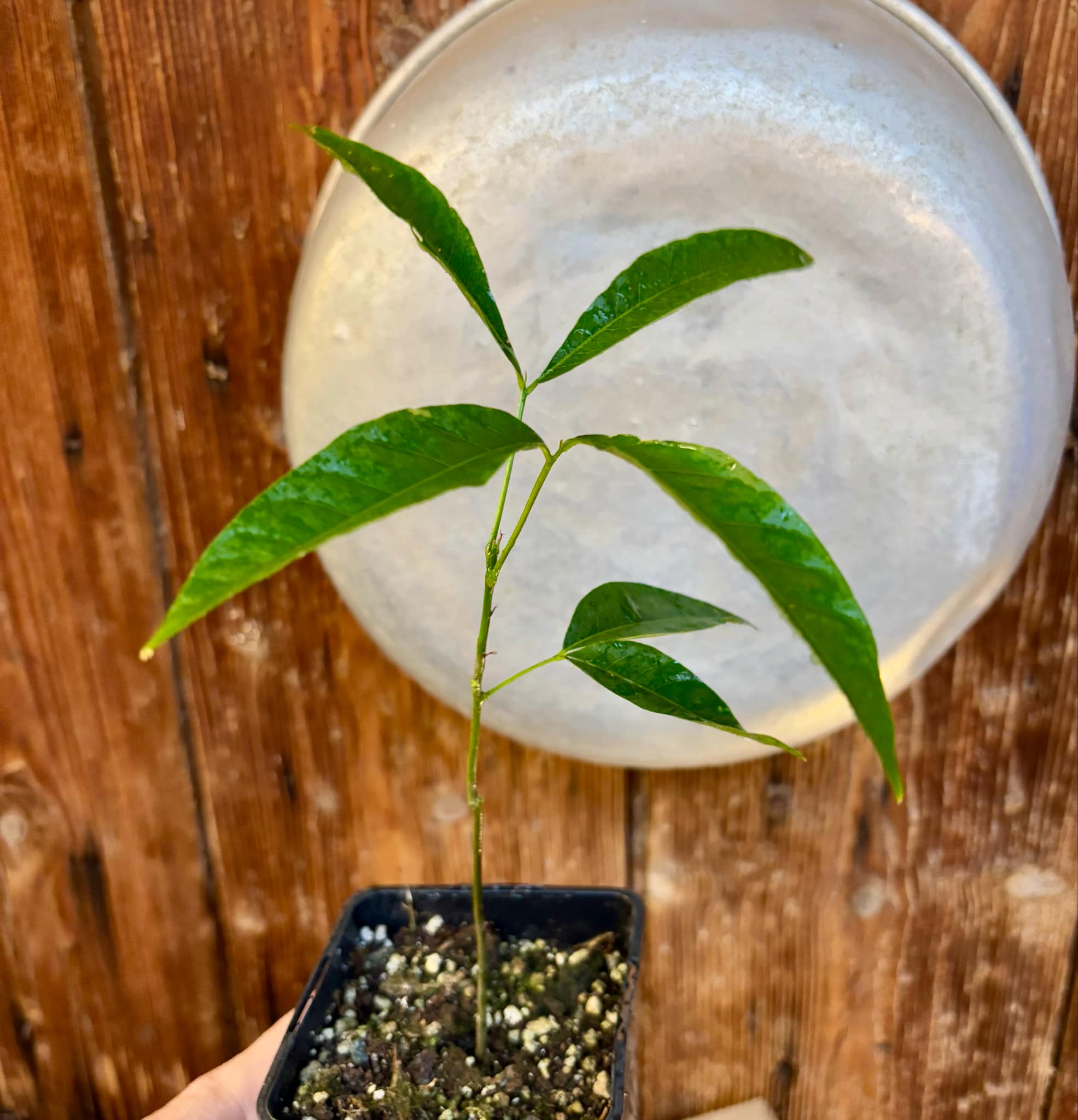 Talisia esculenta - Pitomba do Nordeste - 1 potted plant / 1 getopfte Pflanze