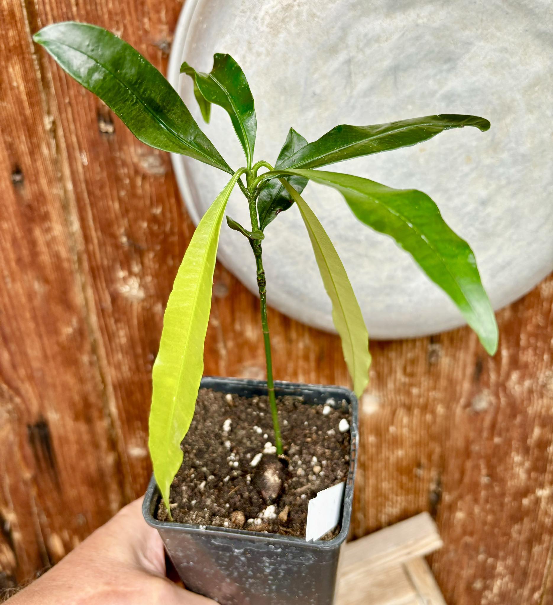 Garcinia humilis  - Achachairu Nr.1 - 1 potted plant / 1 getopfte Pflanze
