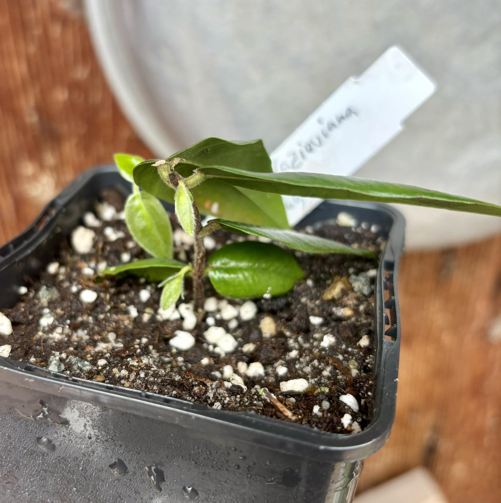 Myrciaria glazioviana - Cabeludinha  -  1 potted rooted cutting  / 1 getopfter, bewurzelter Steckling