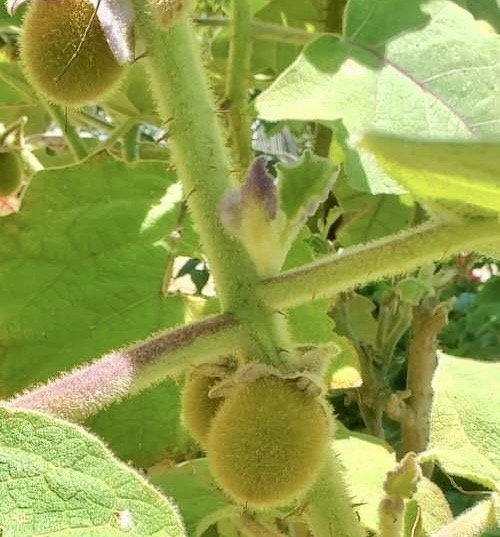 Tulo (Solanum vestissimum) - 1 fresh seed / 1 frischer Samen