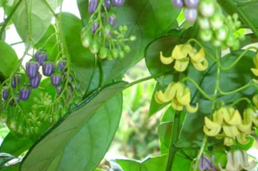 Tomatao Verde do Mato (Solanum melissarum), 1 potted plant / 1 getopfte Pflanze