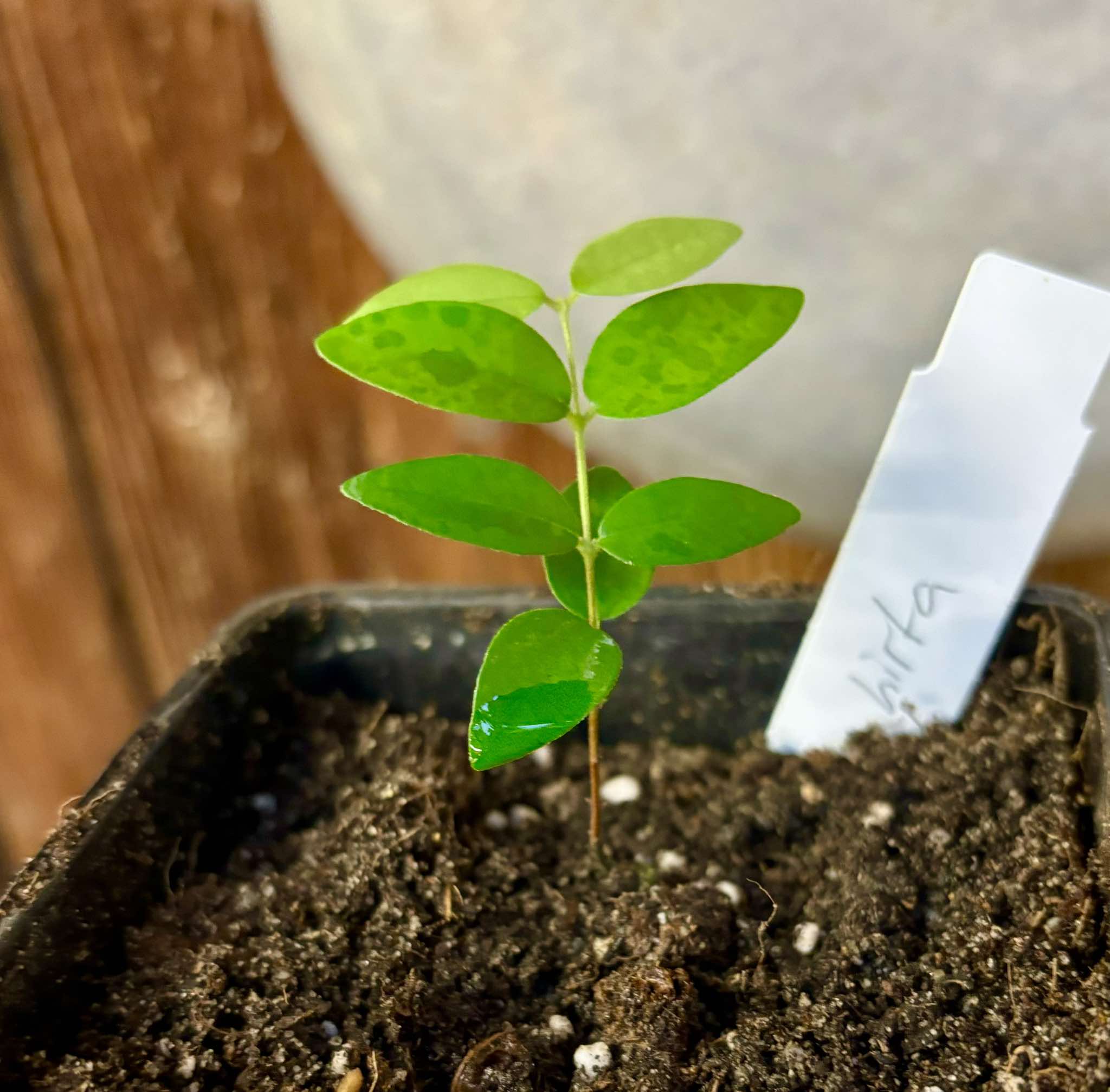 Eugenia hirta - 1 small potted seedling/ 1 kleiner getopfter Sämling