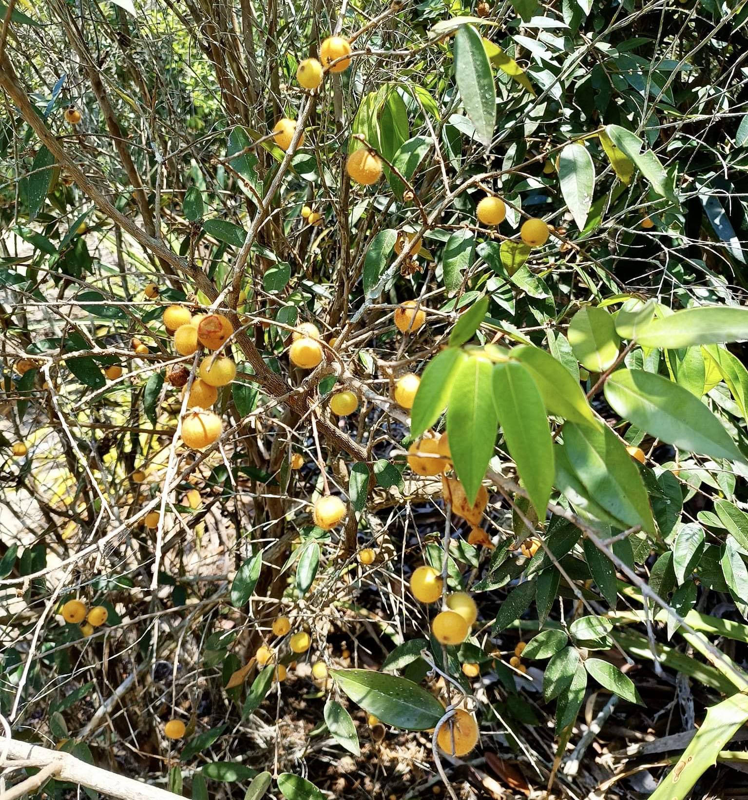 Myrciaria guaquiea - 1 germinated seed / 1 gekeimter Samen