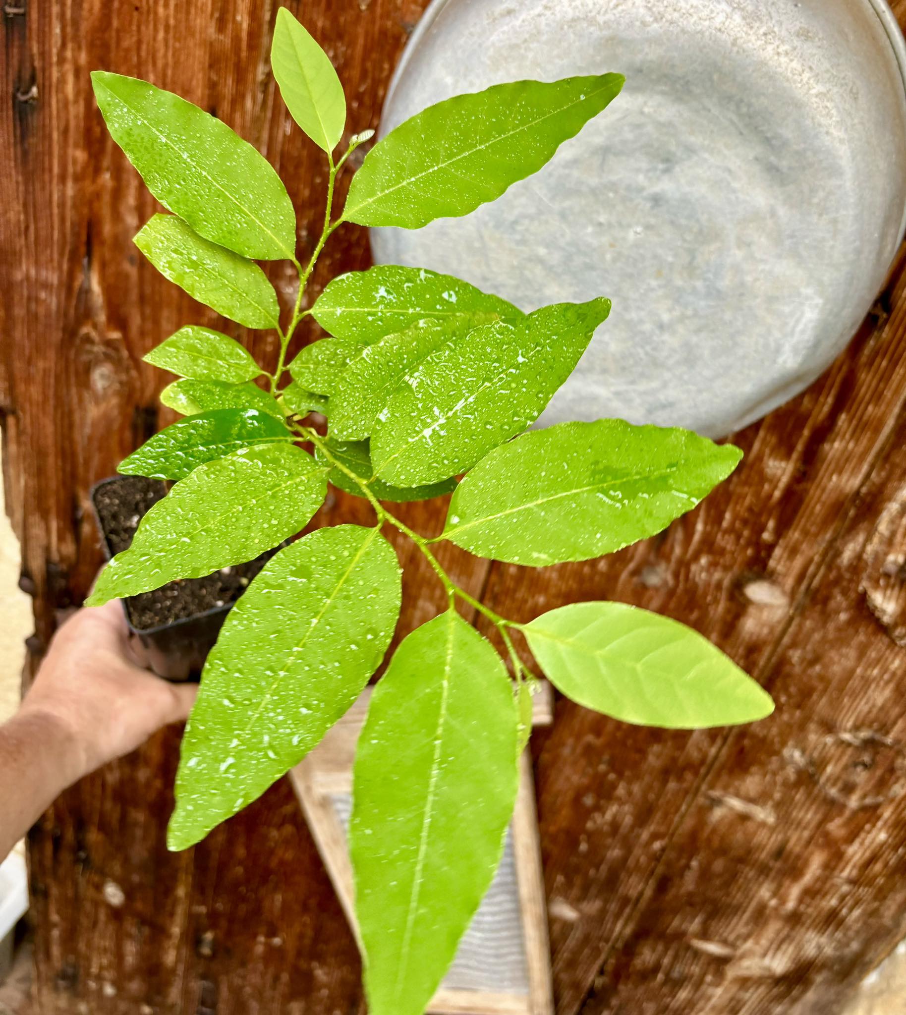 Annona neosalicifolia 1 potted plant / 1 getopfte Pflanze