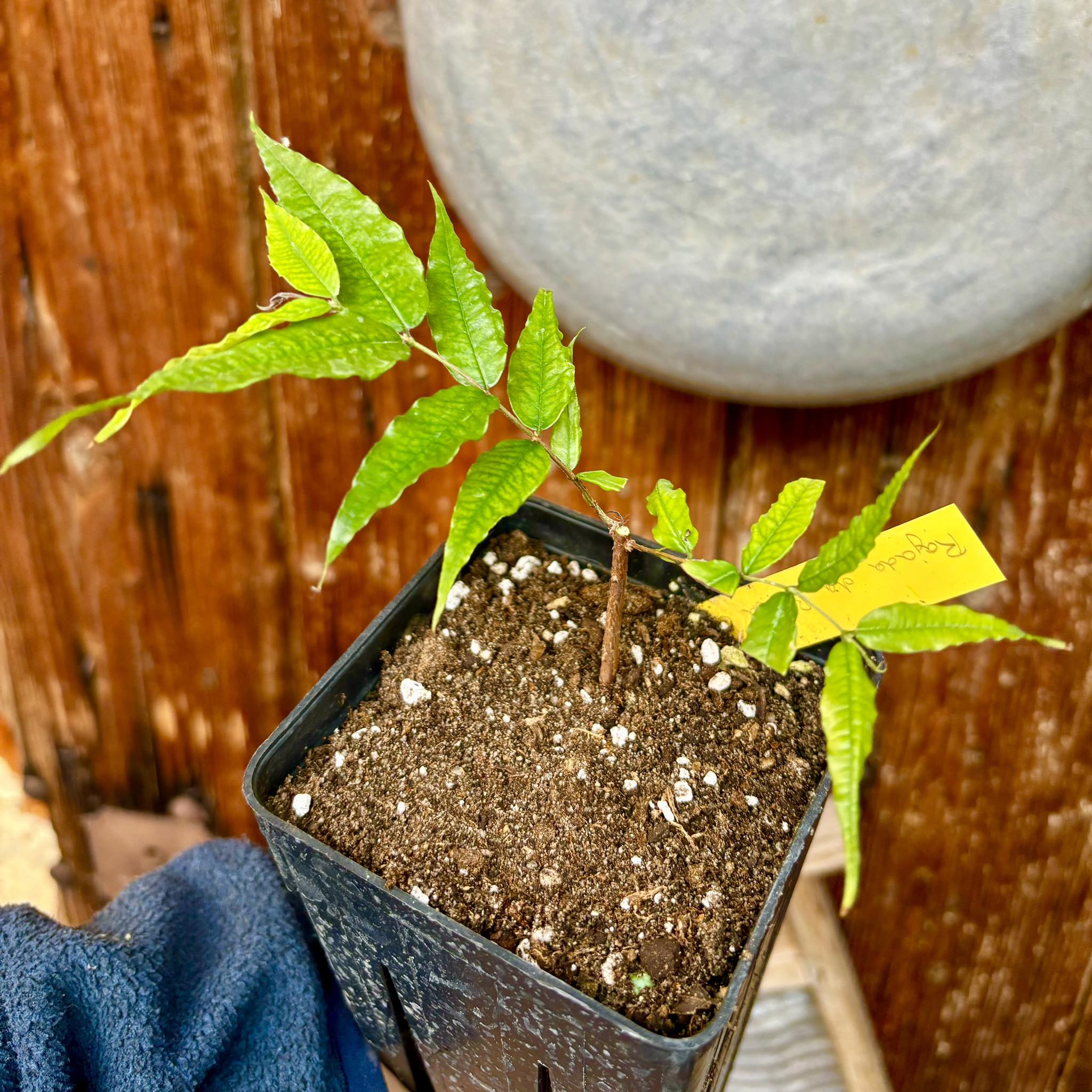 Plinia sp. Rajada da Bahia Gigante - 1 potted plant/ 1 getopfte Pflanze