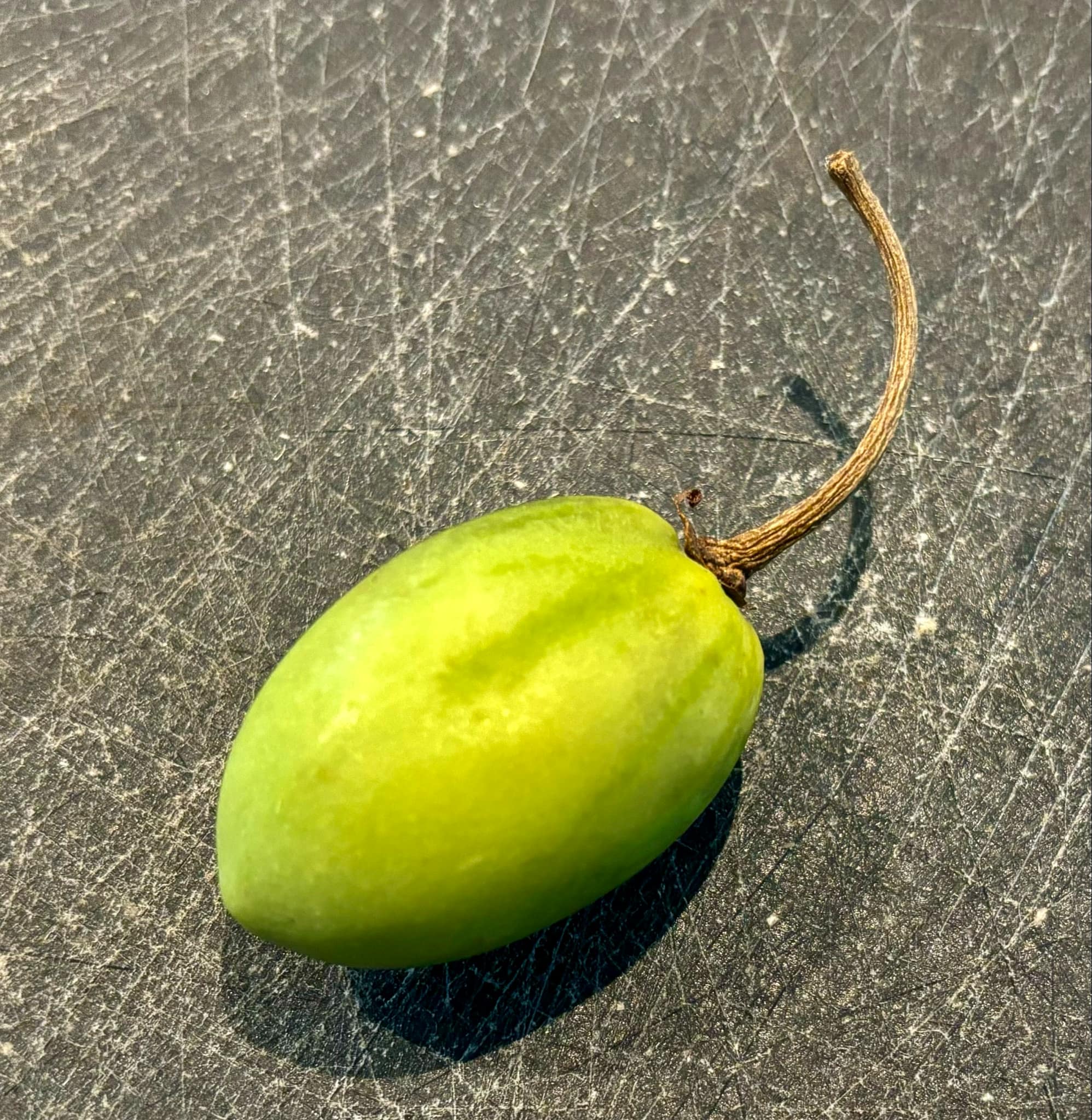 Tomatao Verde Piloso (Solanum luridifuscescens) 3 fresh seeds / 3 frische Samen