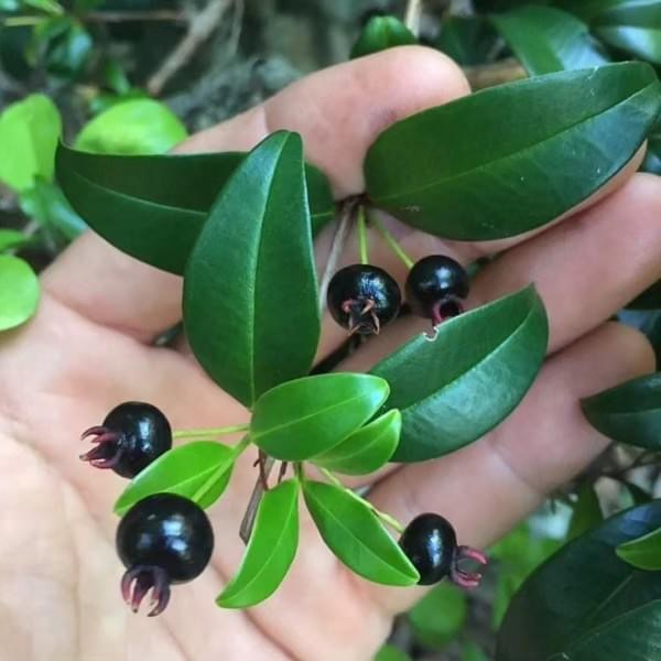 Fruto da Murta (Eugenia gracillima) - 1 germinated seed / 1 gekeimter Samen