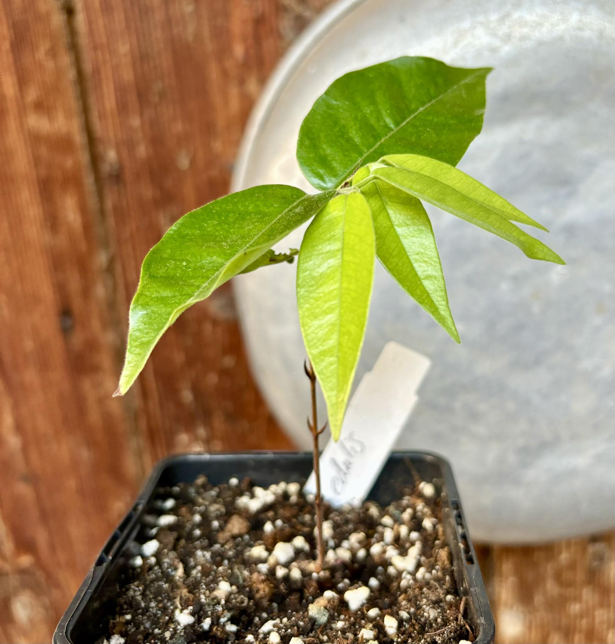 Campuca imperial (Plinia edulis - gigante) - 1 potted plant / 1 getopfte Pflanze