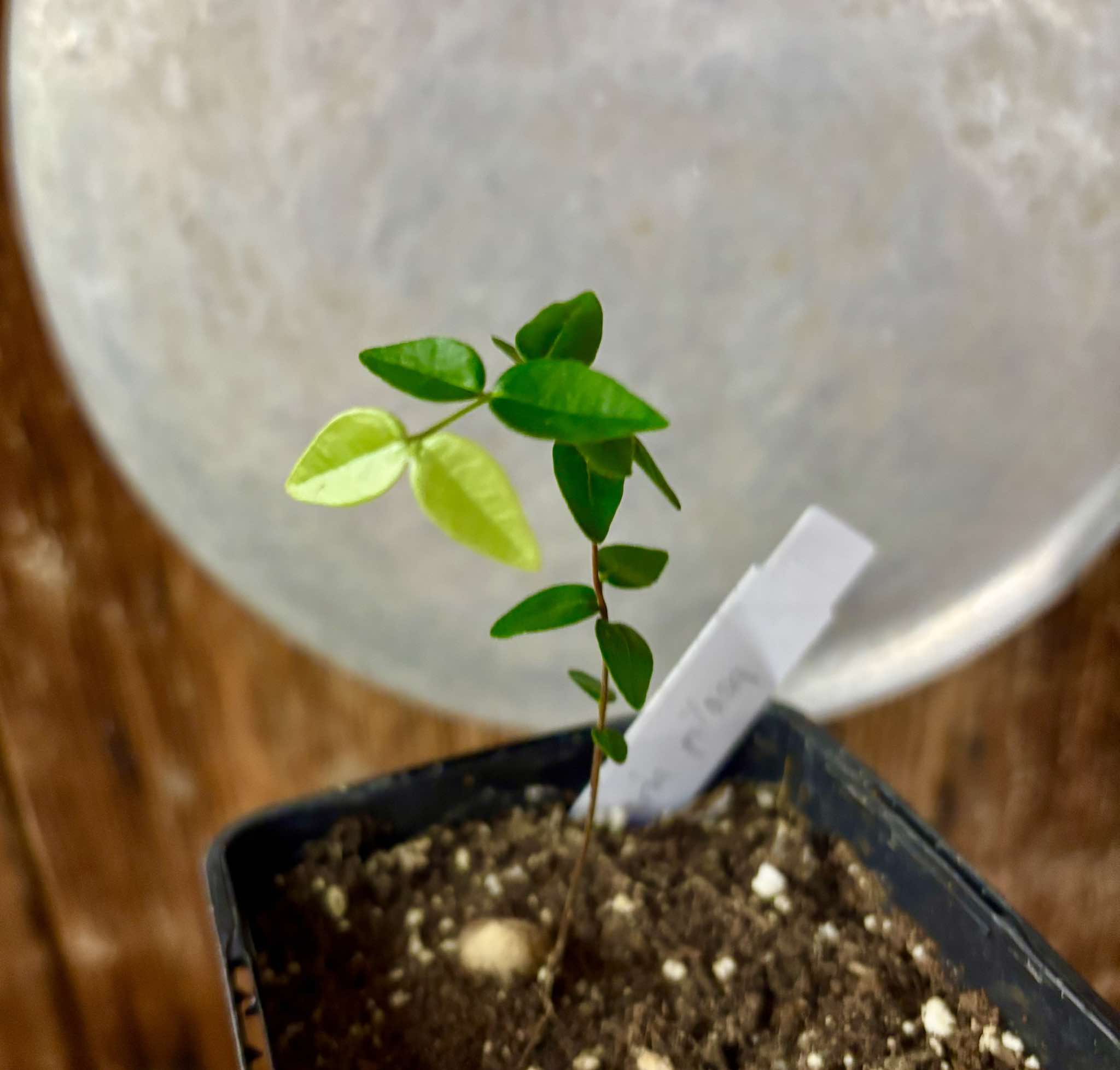 Myrciaria pilosa -  1 small potted seedling  / 1 kleiner getopfter Sämling