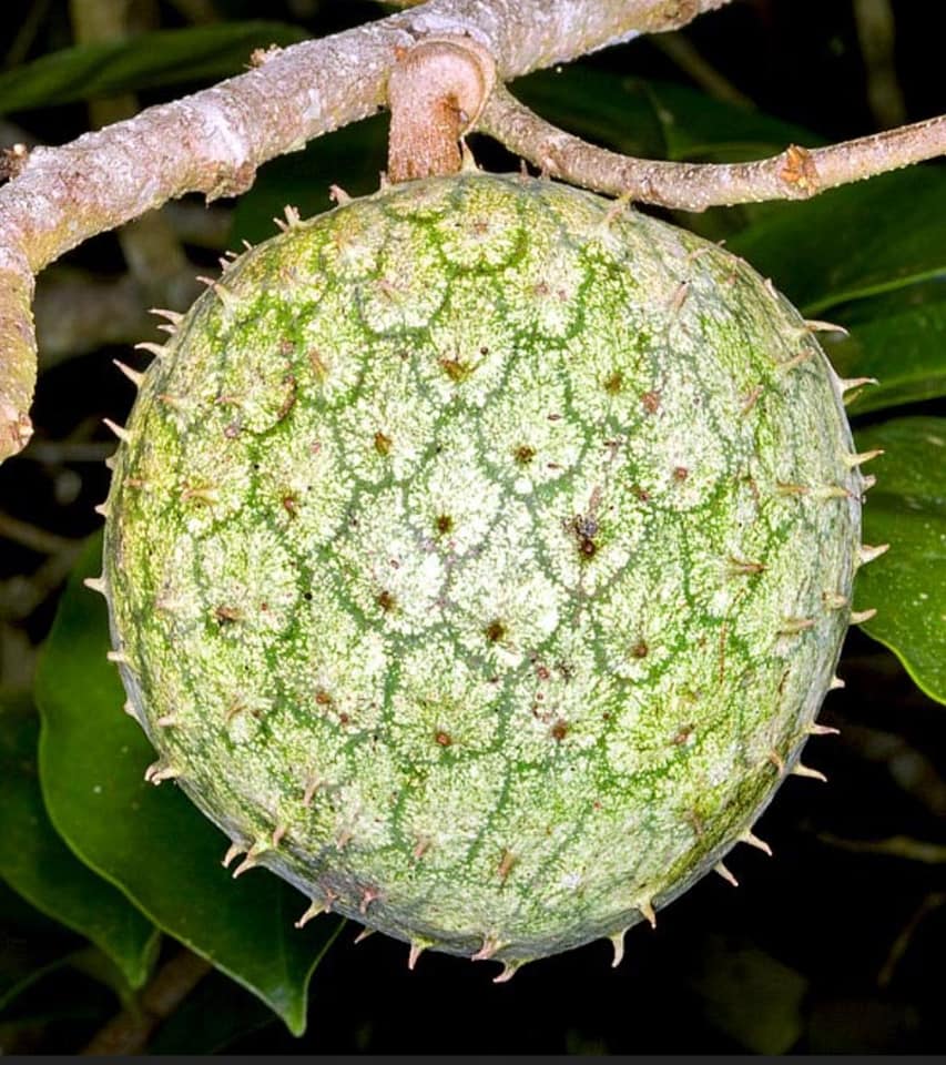 Annona montana - Mountain Soursop - 1 potted plant / 1 getopfte Pflanze