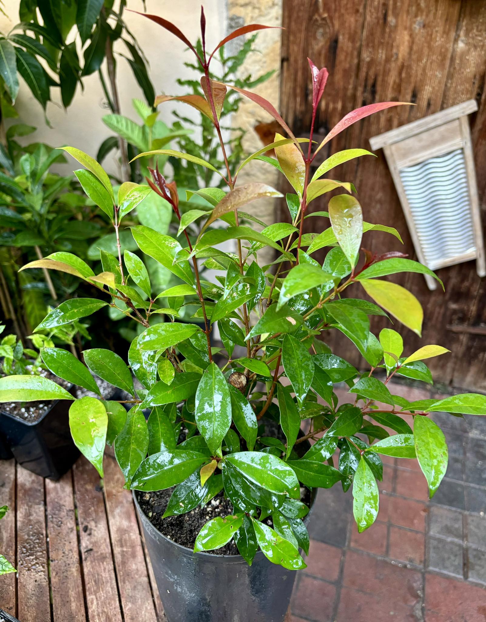 Syzygium smithii - Lilly Pilly Nr. 3 - 1 potted plant / 1 getopfte Pflanze