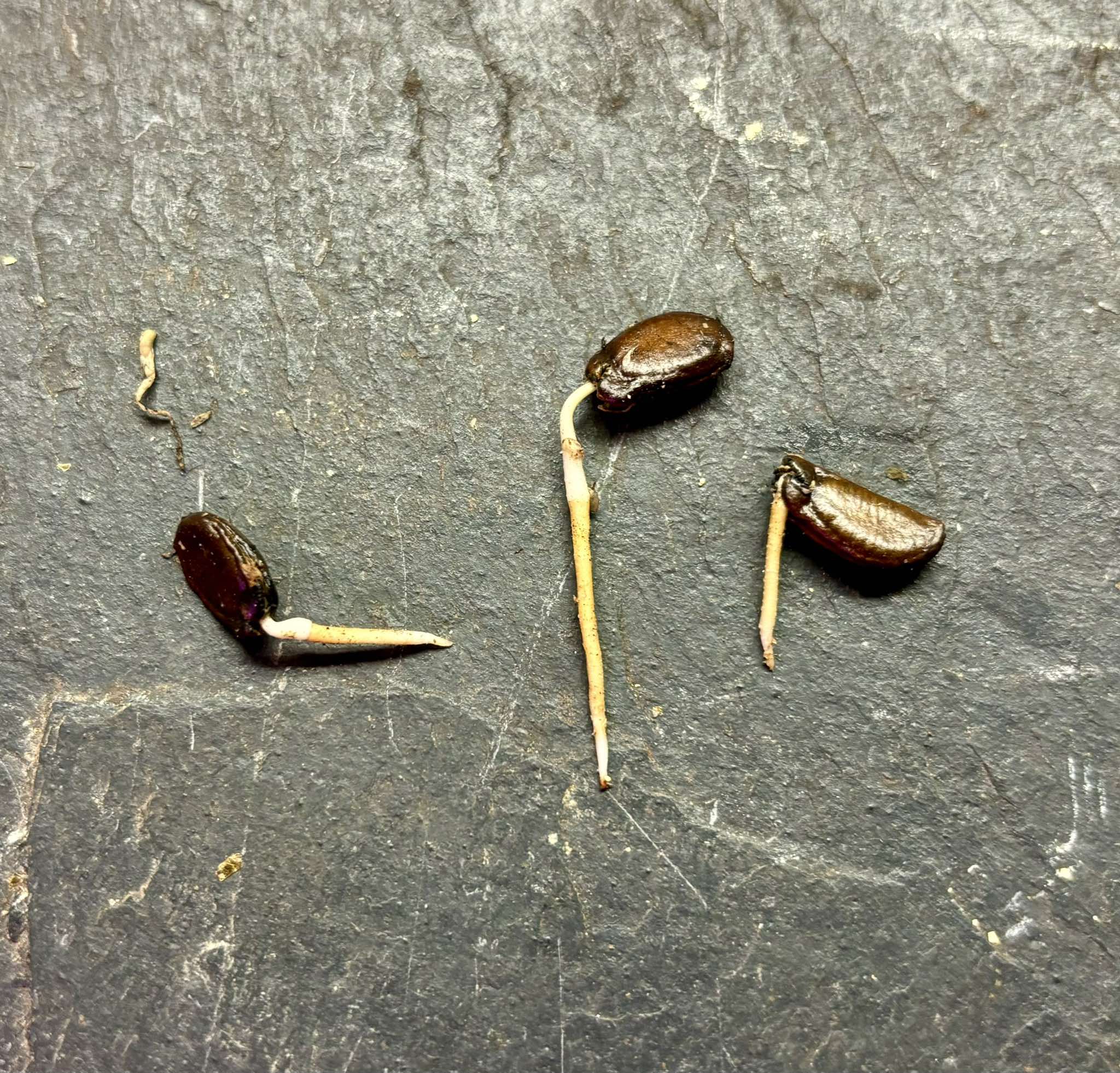 Uvaria rufa -  1 germinated seed / 1 gekeimter Samen