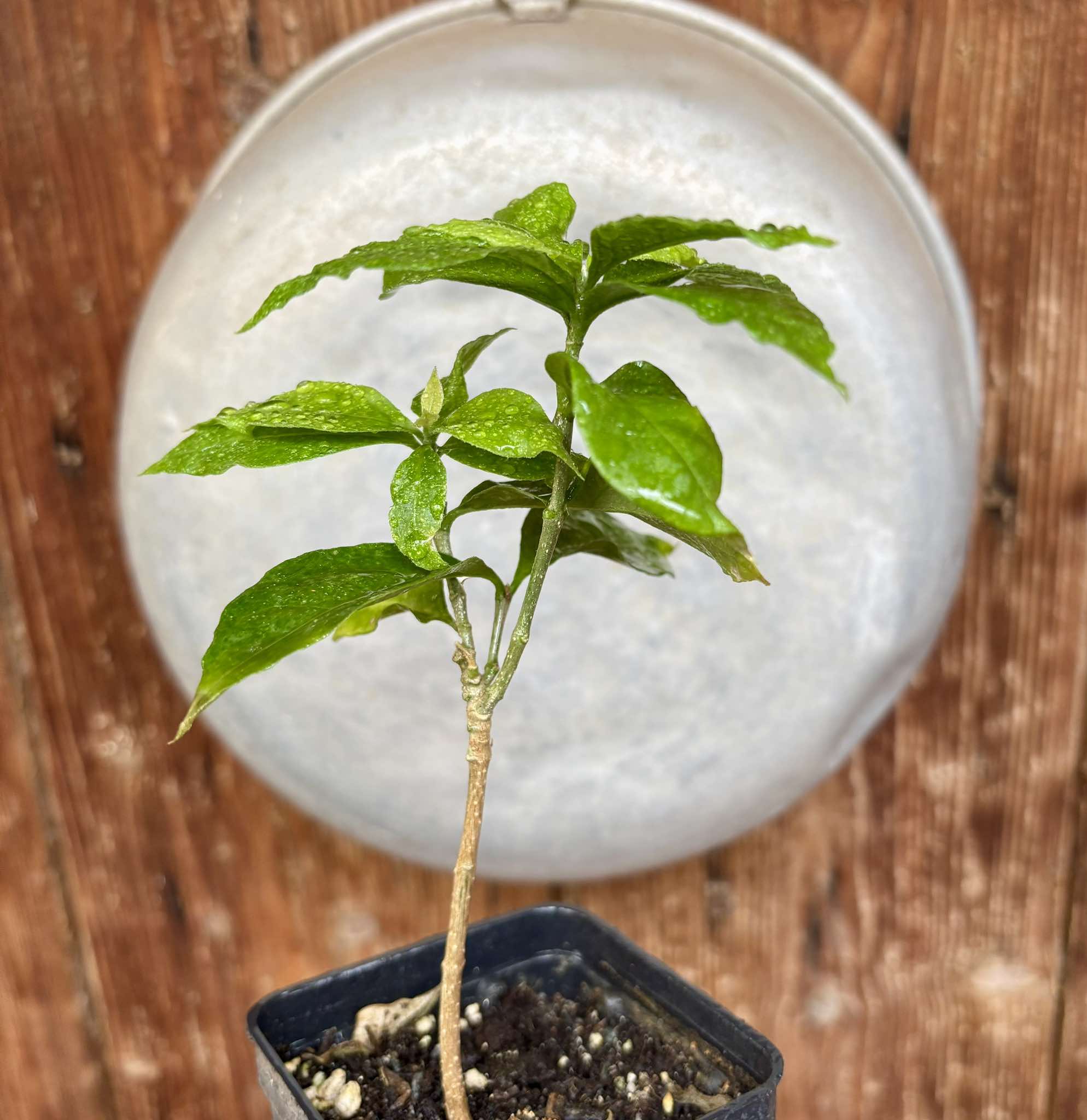 Peanutbutter Fruit (Bunchosia glandulifera) - 1 potted plant / 1 getopfte Pflanze