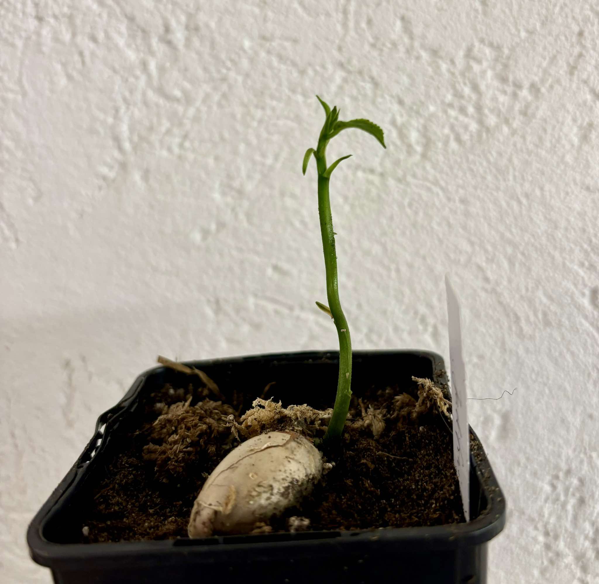 Jackfruit (Artocarpus heterophyllus) 1 small potted plant / 1 kleine, getopfte Pflanze