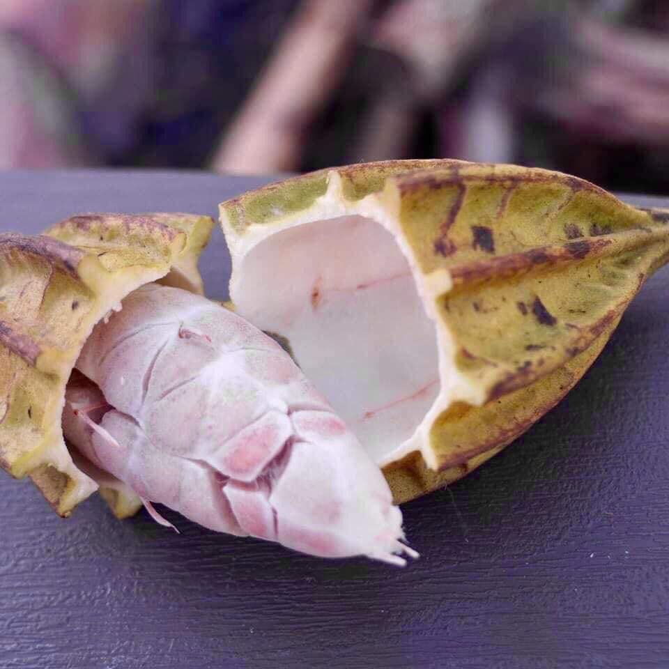 Mountain Cacao (Herrania mariae) - 1 potted plant / 1 getopfte Pflanze