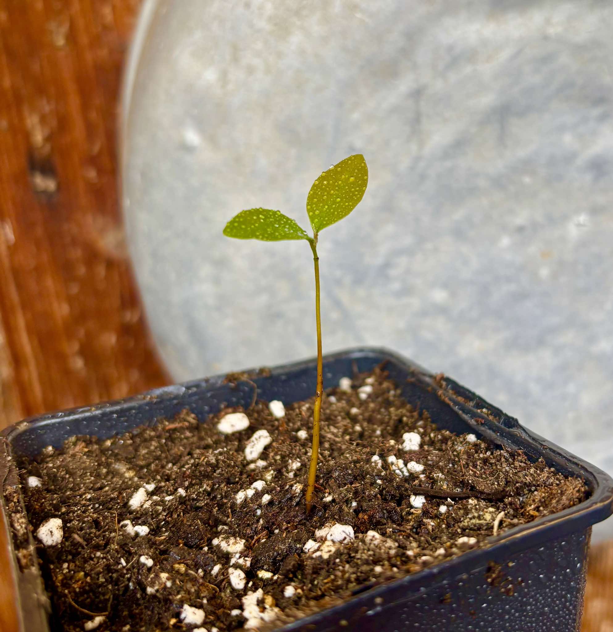 Duguetia phaeoclados - 1 small potted seedling / 1 kleiner, getopfter Sämling