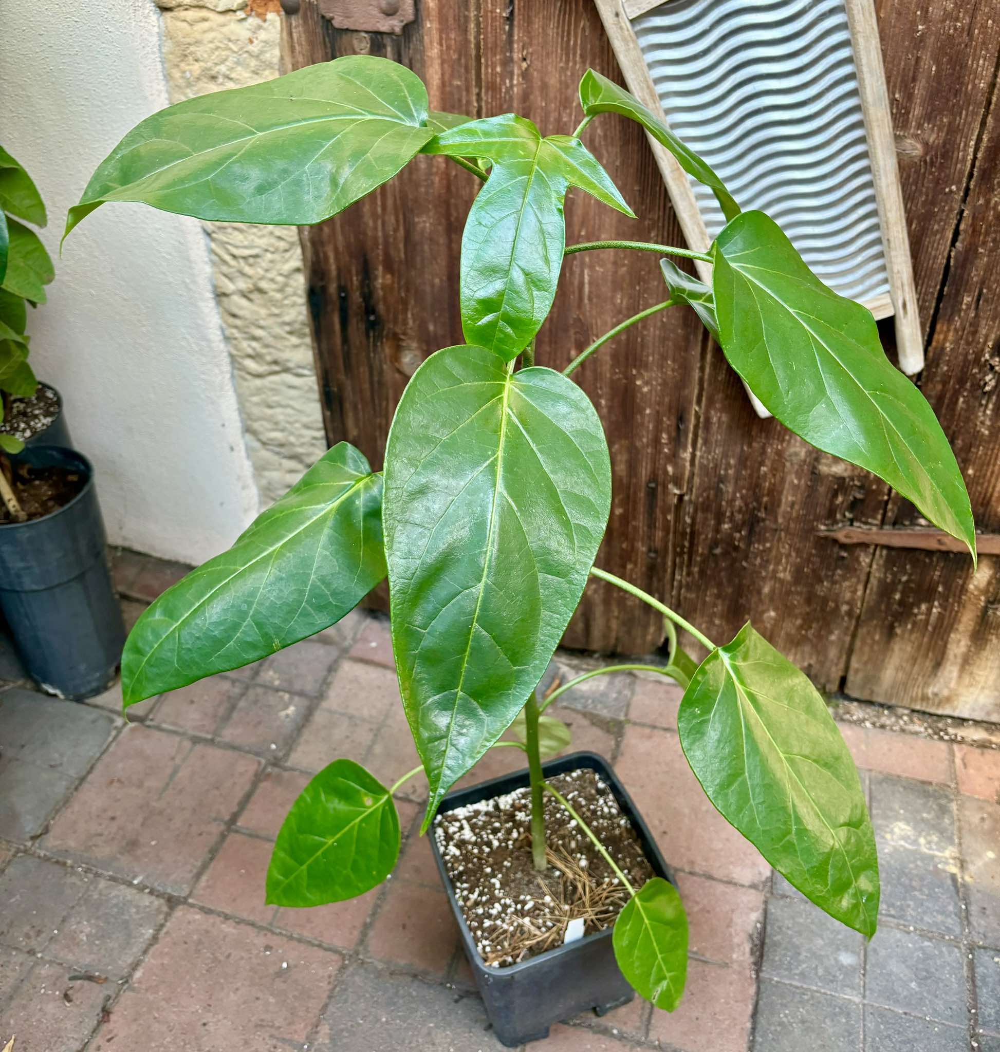 Guava Tamarillo (Solanum diploconos) - 1 potted plant / 1 getopfte Pflanze