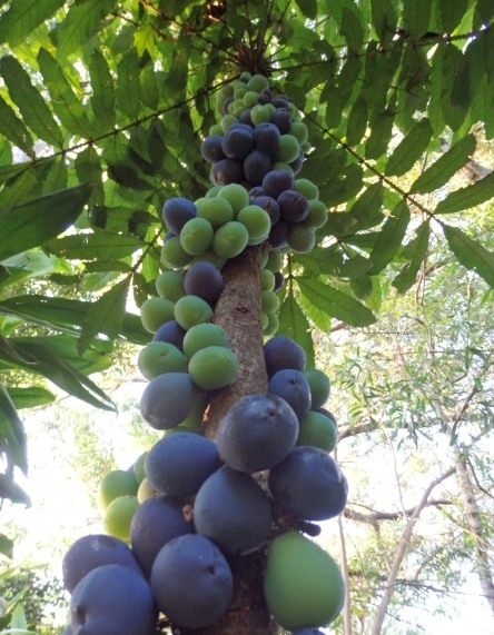 Davidson Plum (Davidsonia jerseyana) - 1 germinated seed / 1 gekeimter Samen