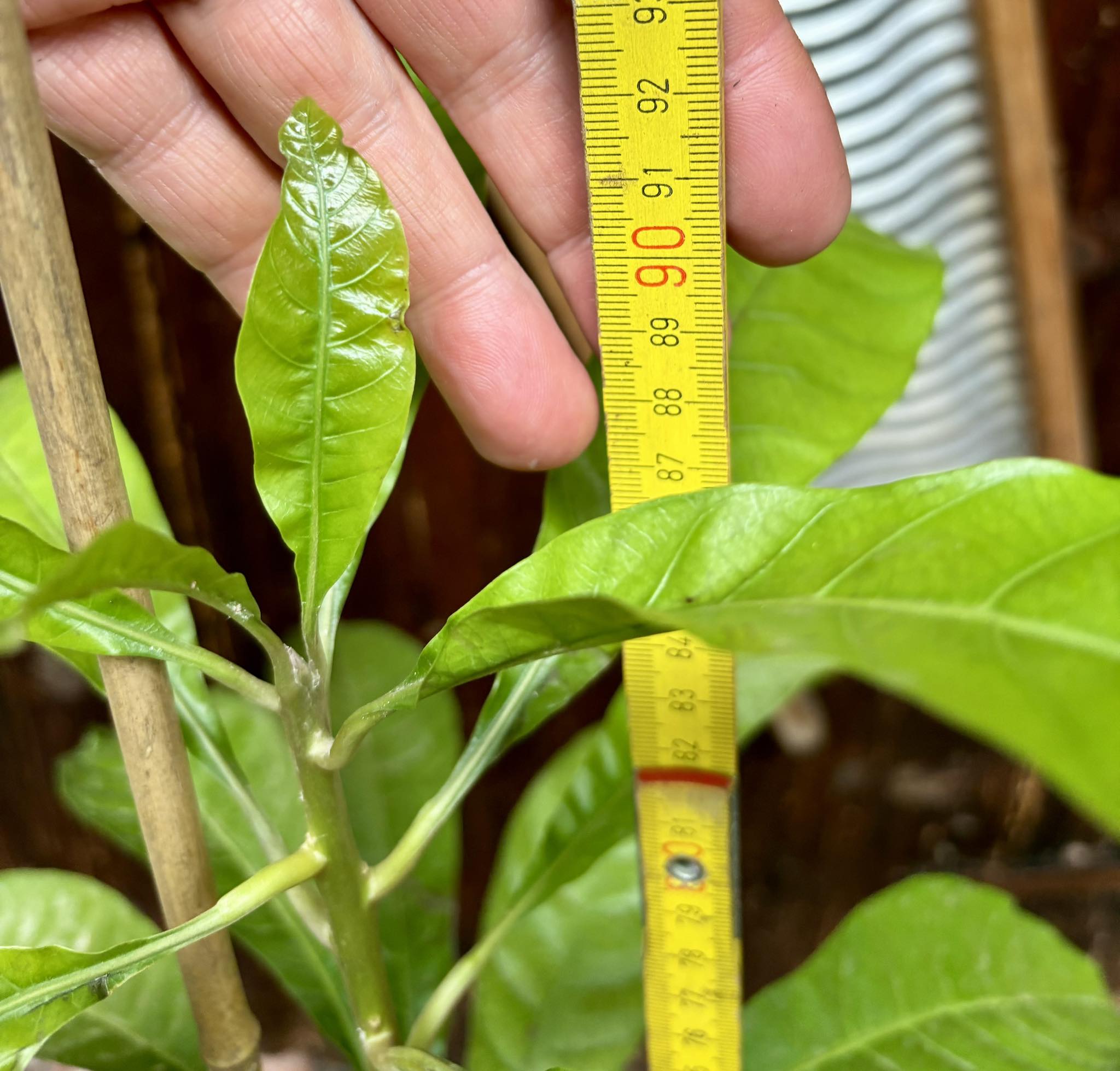 Canistel (Lucuma campechiana) - 1 potted plant / 1 getopfte Pflanze