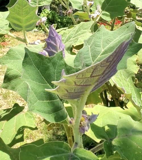 Tulo (Solanum vestissimum) - 1 fresh seed / 1 frischer Samen