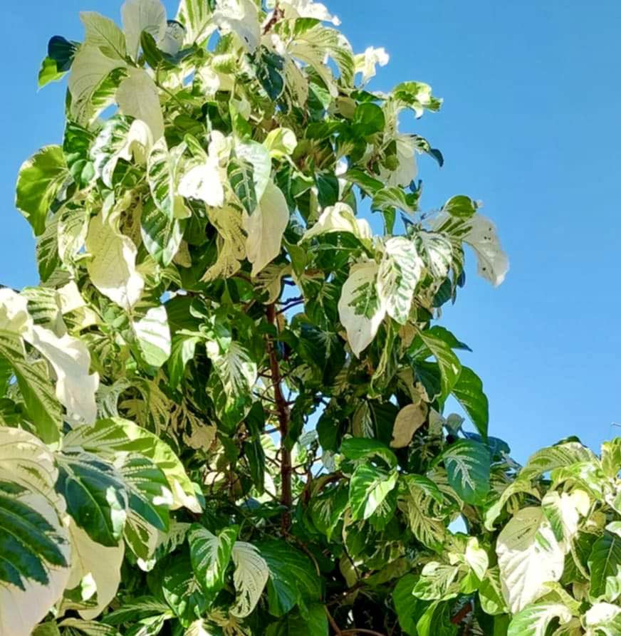 Noni Variegated (Morinda citrifolia) - 4 fresh seeds / 4 frische Samen