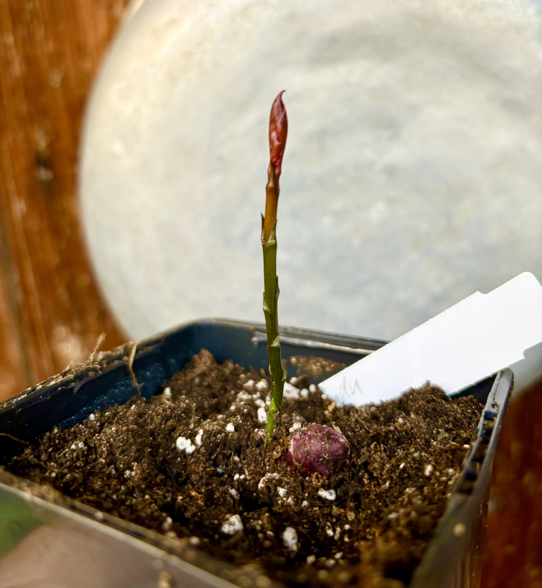 Garcinia dulcis - Mundu  - 1 small potted seedling / 1 kleiner, getopfter Sämling