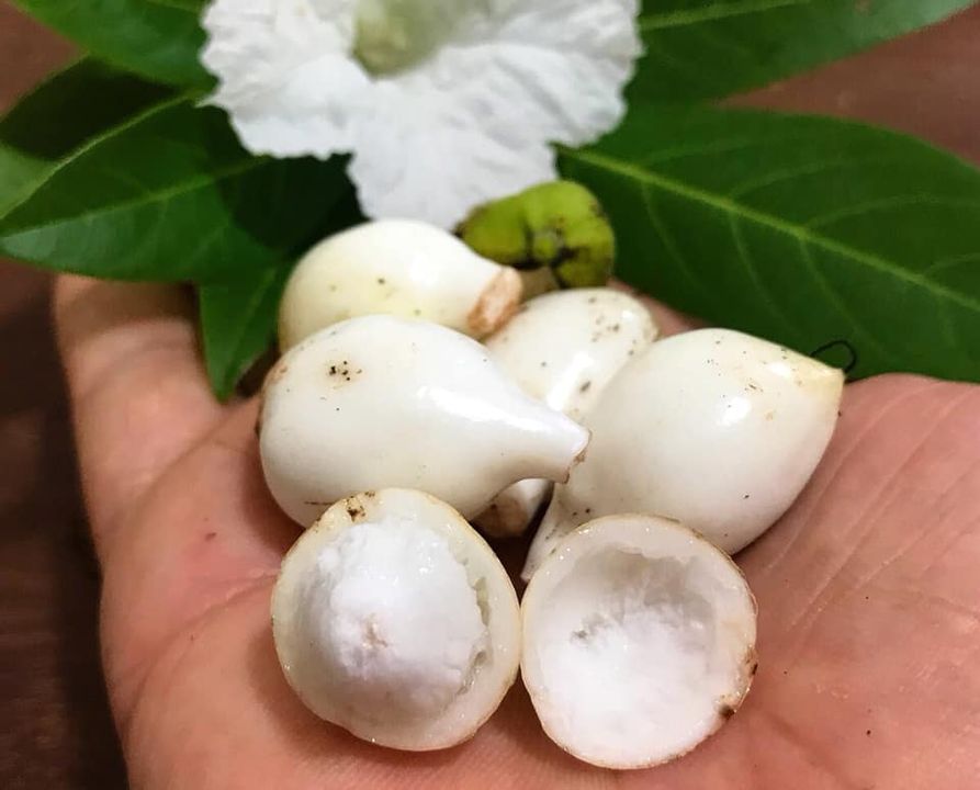 Cordia taguahyensis - Frutinha de Leite- 1 fresh seed / 1 frischer Samen