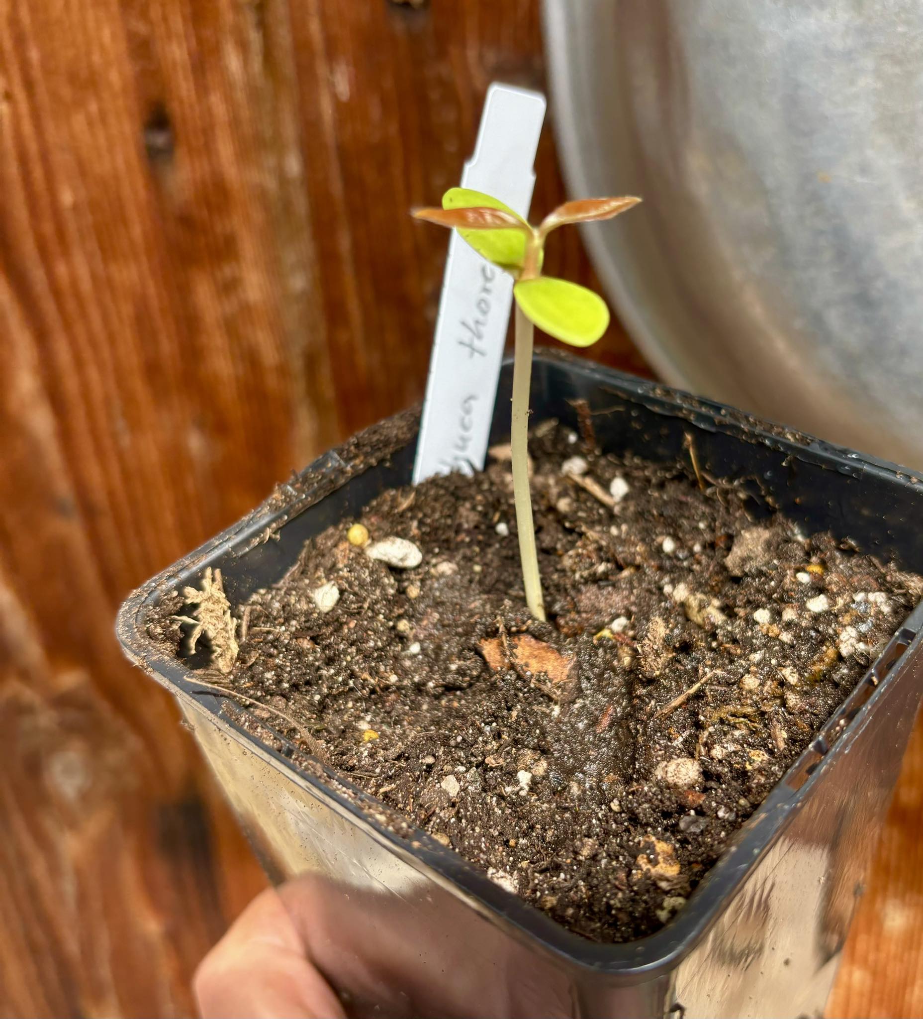 Madhuca thorelii - Mak Dauy Fruit -   1 little potted seedling / 1 kleiner, getopfter Sämling