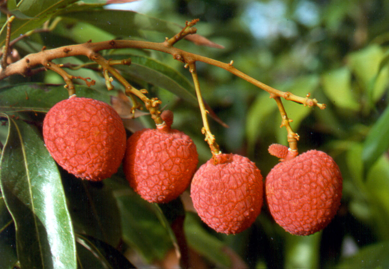 Litchi (Litchi chinensis) - 1 potted plant / 1 getopfte Pflanze