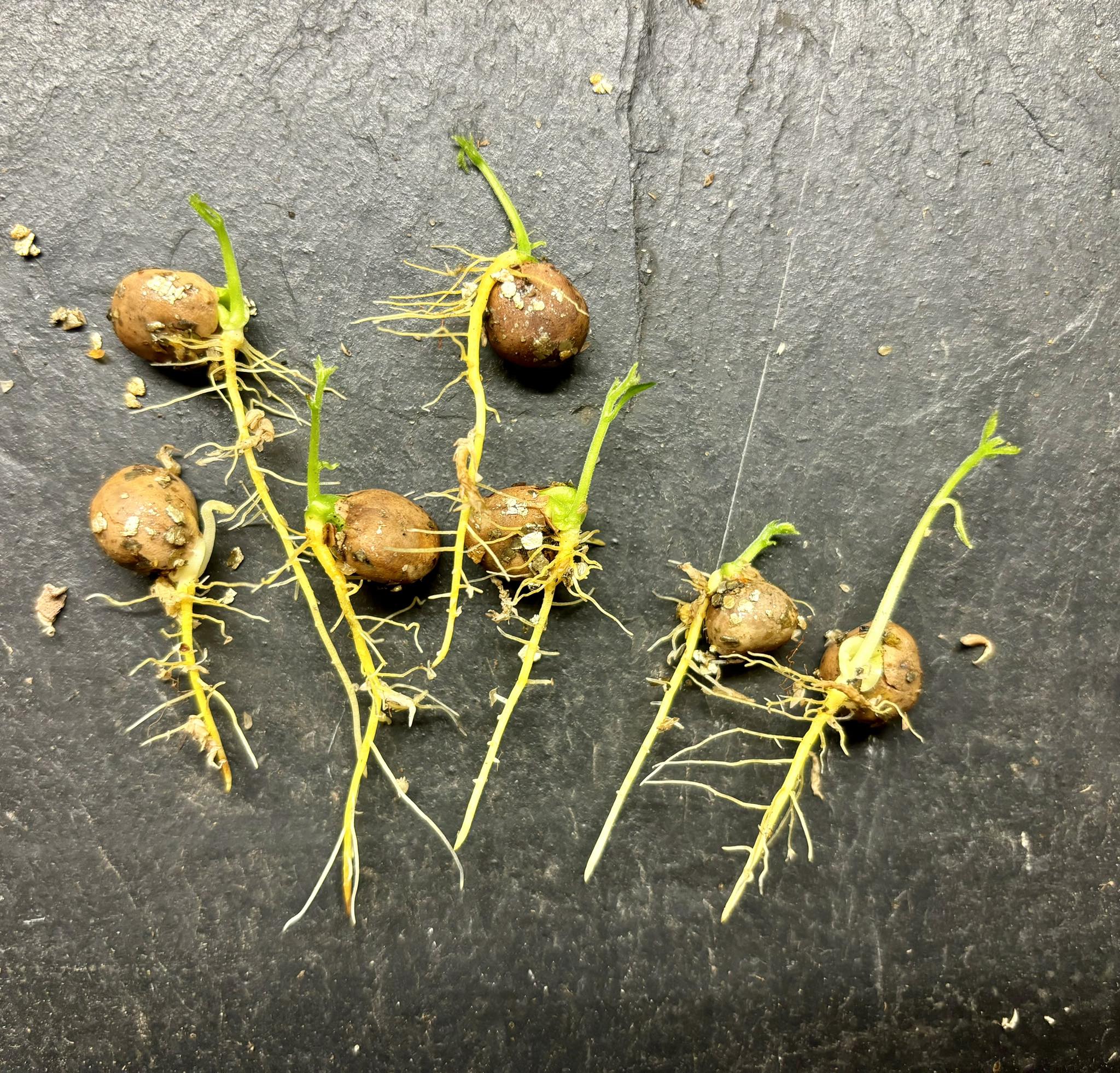 Artocarpus lacucha - Lakoocha  -  1 germinated seed / 1 gekeimter Samen