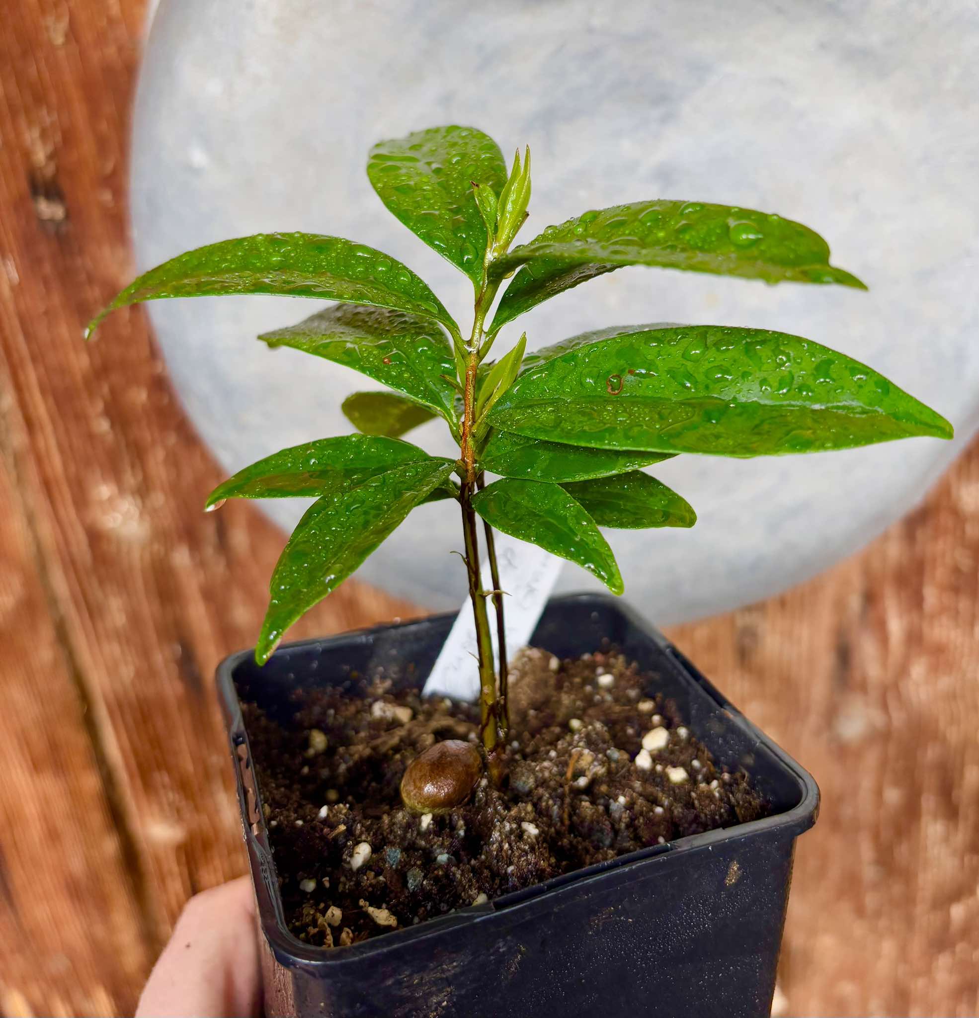 Eugenia sp Cereja Grande da Bahia - 1 potted plant / 1 getopfte Pflanze